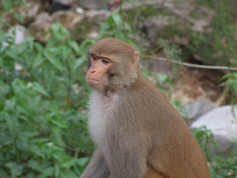 India, towards Dharamsala – monkey, Sept.2006 (Dharamsala)