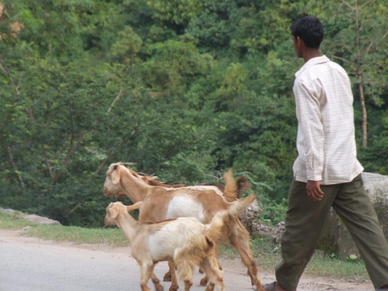 India, towards Dharamsala – goats, Sept.2006 (Dharamsala)