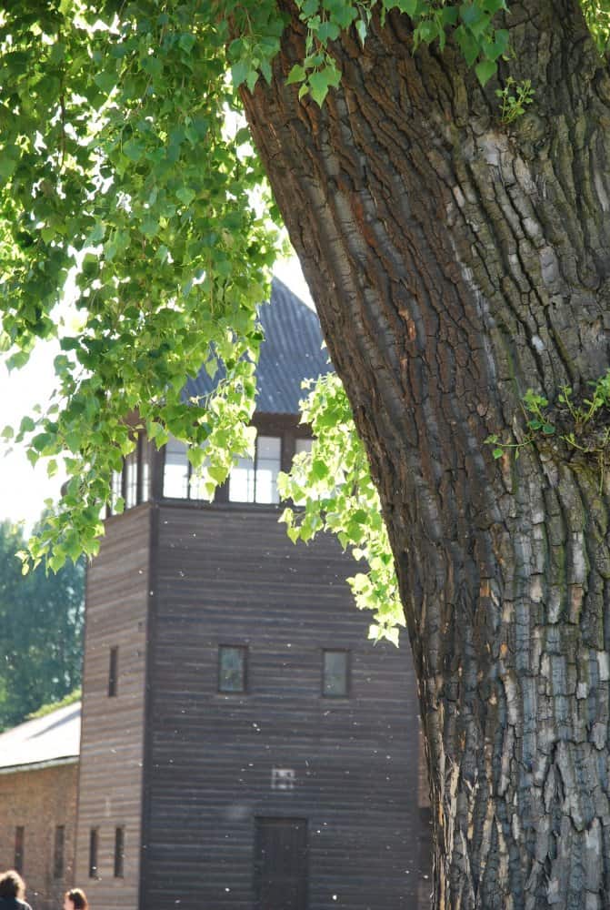 Poland, Auschwitz – tree, May 2009