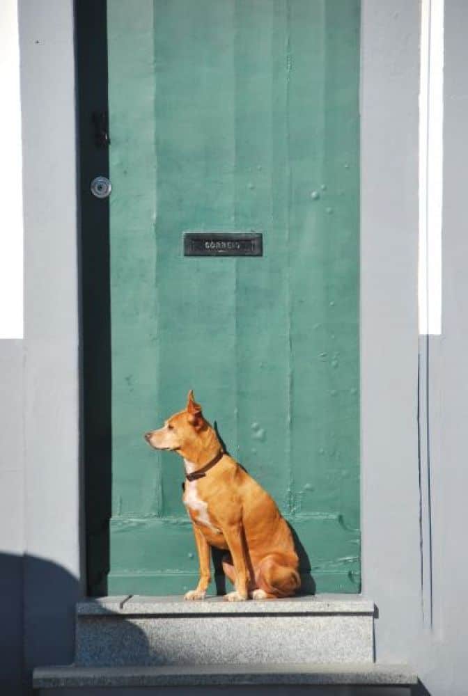Portogallo, Evora – cane, 2011 (Alentejo)