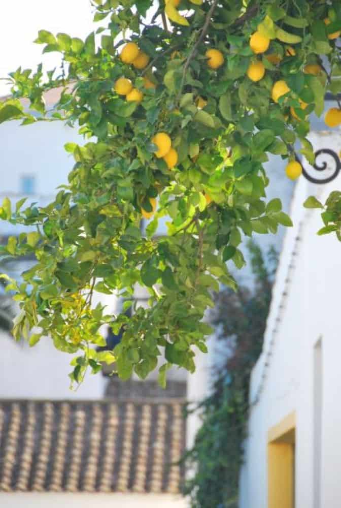 Portogallo, Evora – limone, 2011 (Alentejo)