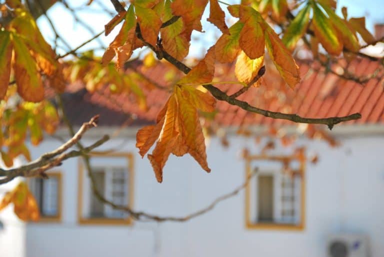 Portogallo, Arraiolos – foglie, dicembre 2011 (Alentejo)