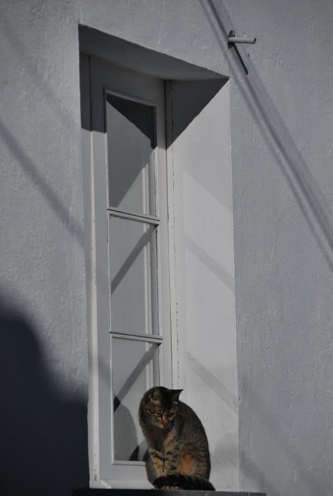 Portogallo, Beja – gatto, dicembre 2011 (Alentejo)