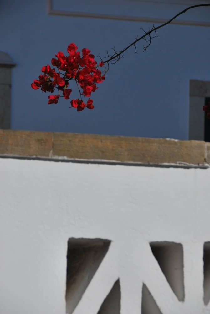 Portogallo, Beja – fiori rossi, dicembre 2011 (Alentejo)