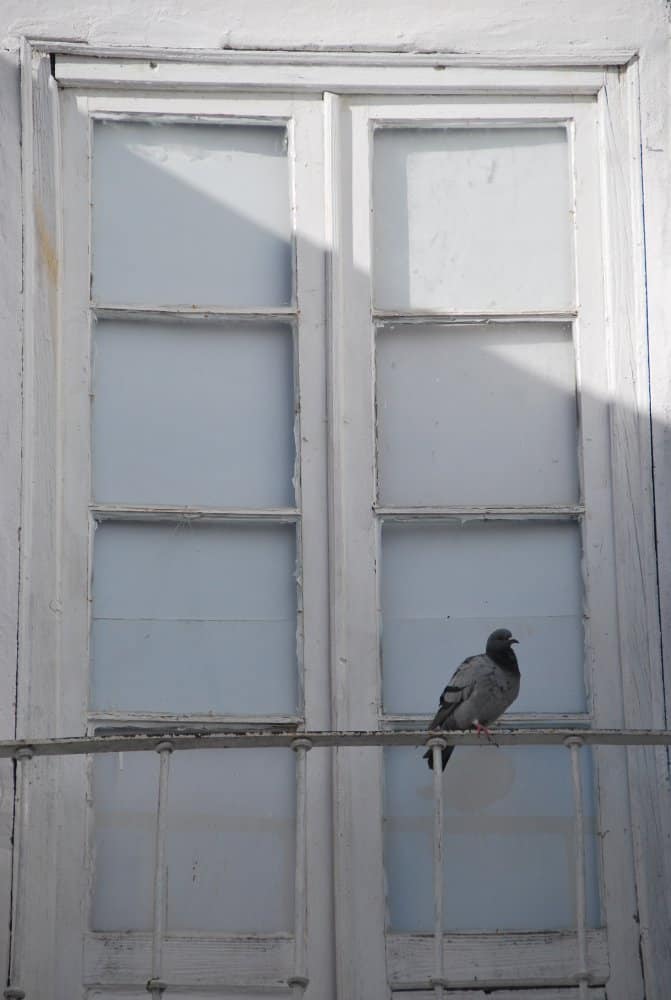 Portugal, Beja – pigeon, Dec.2011 (Alentejo)