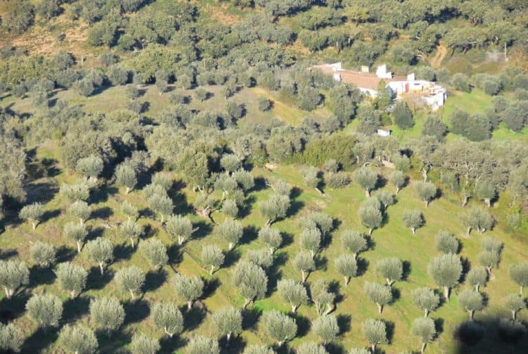 Portogallo, Evoramonte – sugheri, dicembre 2011 (Alentejo)
