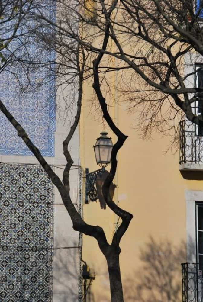 Portugal, Lisbon – branches, 2011 (Lisbon)