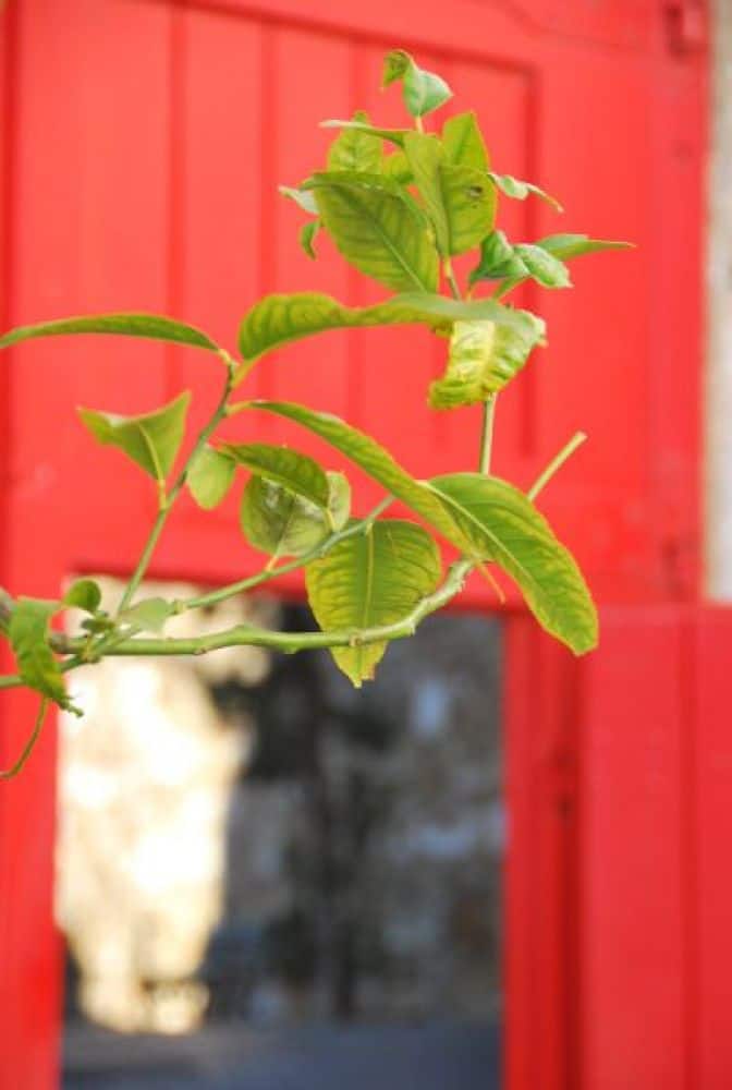 Portugal, Lisbon – red door, 2011 (Lisbon)