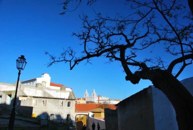 Portugal, Lisbon – tree, 2011 (Lisbon)