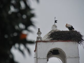 ポルトガル、メルトラ－オレンジ色の屋根 2012年1月
