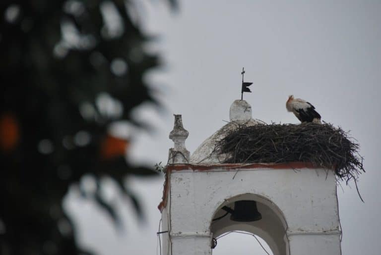 Portogallo, Mertola – cicogna, gennaio 2012 (Alentejo)
