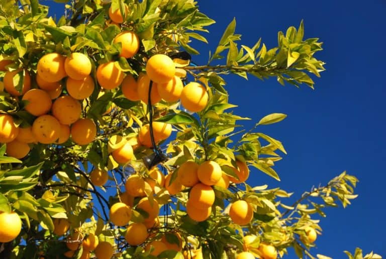Portogallo, Vila Vicosa – arance, dicembre 2011 (Alentejo)