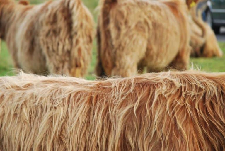 Scotland – Highland Cow’s detail 2010