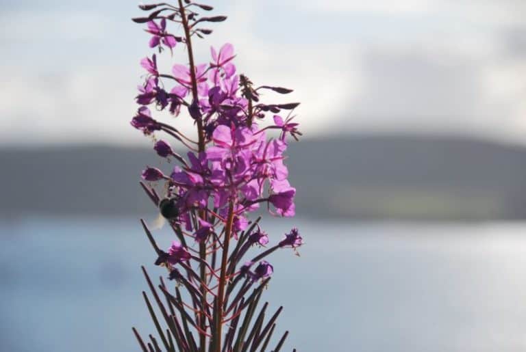 Scotland, Oban – flower, 2010