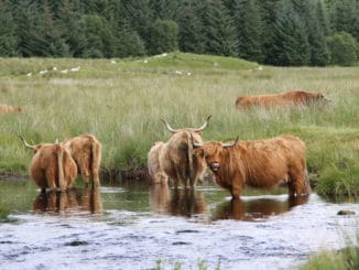 Peludas vacas de Highland