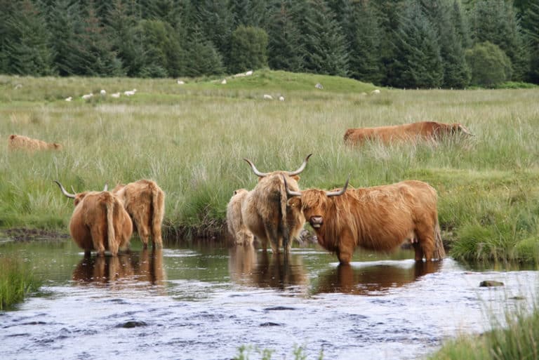 Incontrare le Highland Cows in Scozia