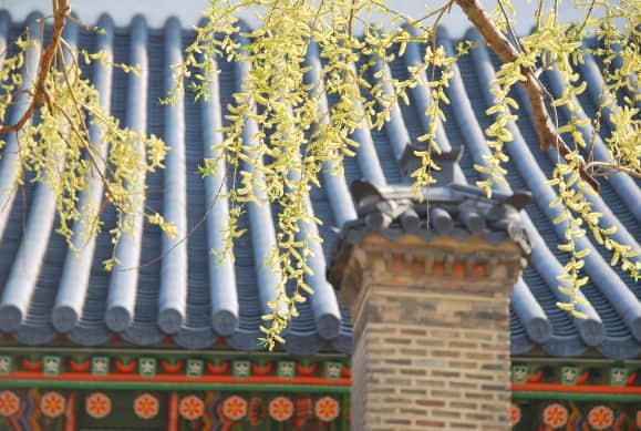South Korea, Seoul – roof, 2011 (Seoul)