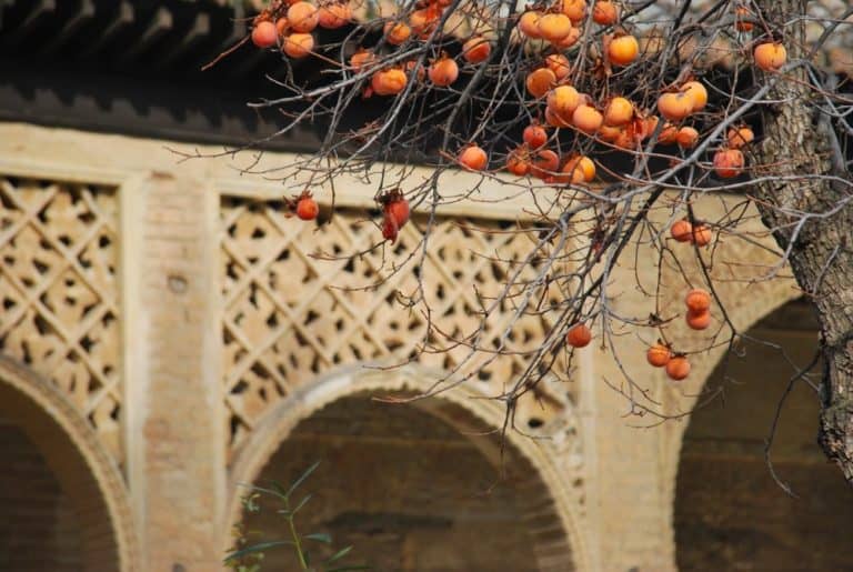 Spain, Granada – kaki, Dec. 2010 (Granada) (Andalucia)