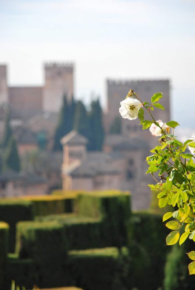 Spain, Granada – flower, Dec. 2010 (Granada) (Andalucia)