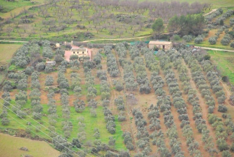 Spagna, Ronda – campo, dicembre 2010 (Andalusia) (Ronda)