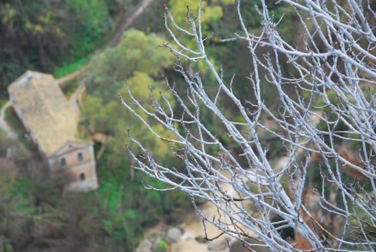 Spain, Ronda – branches, Dec.2010 (Ronda) (Andalucía)