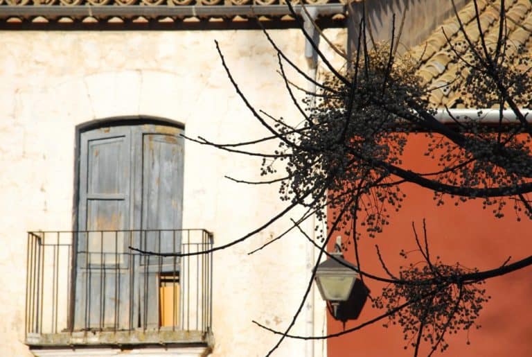 Spain, Ubeda – spiky plant, Dec.2010 (Andalucía)