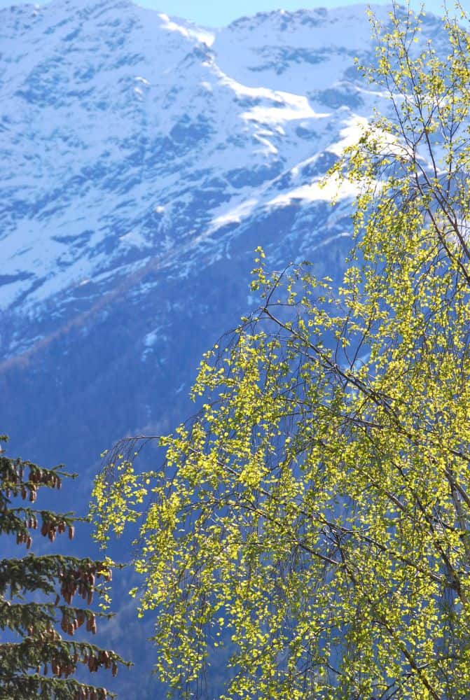 Switzerland, Bernina Express – tree, May 2012