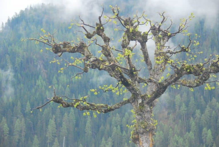 Switzerland, Glacier Express – tree, May 2012