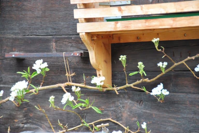 Svizzera, Zermatt – fiori, maggio 2012 (Zermatt)