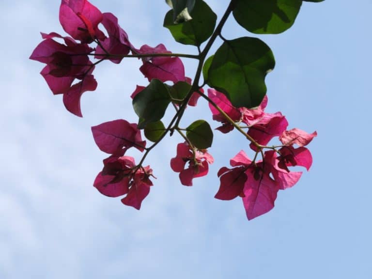 India, Shimla – fiori, set. 2006 (Shimla)