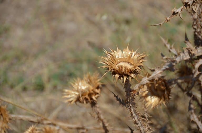 Turkey, Afrodisias – dry, August 2012