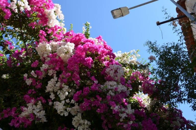 turkey-alacati (5) (Cesme)