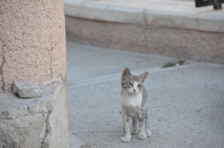 gattino-ankara-capitale-turchia