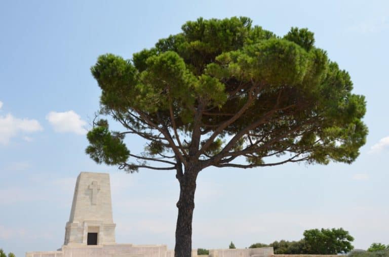 Turkey, Gallipoli – tree, Aug.2012