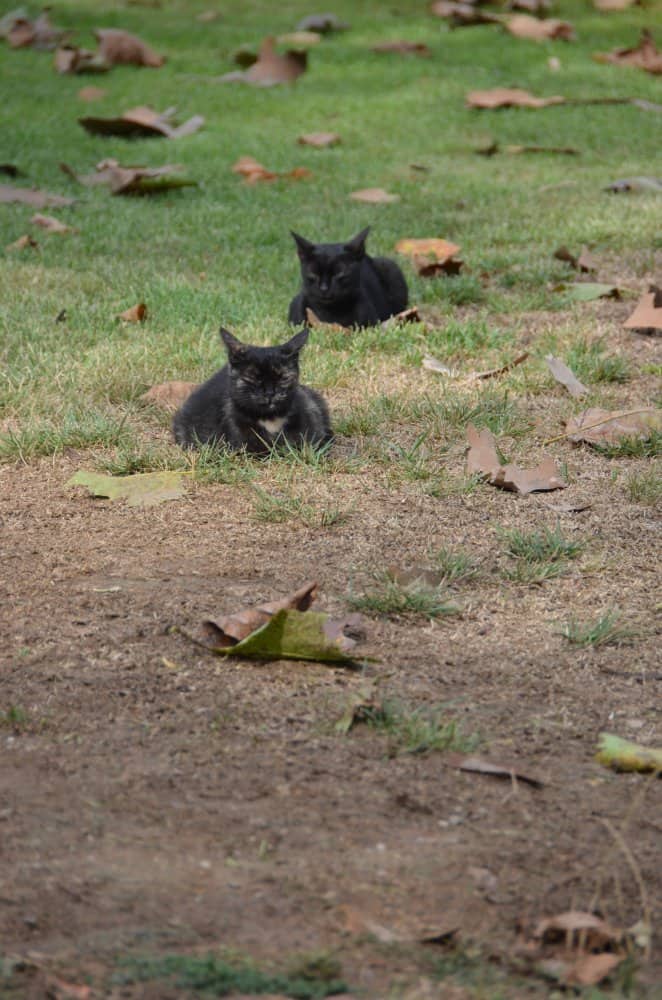 Turkey, Istanbul – cats, Aug. 2012 (Estambúl)