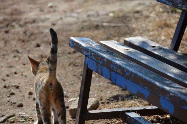 Turkey, Troy – cat and bench, Aug.2012