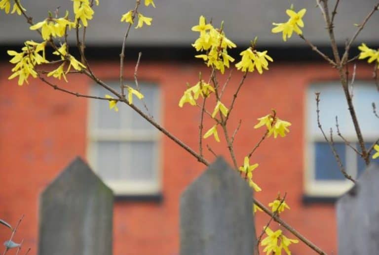 Inghilterra, Twyford  – boccioli gialli, marzo 2012