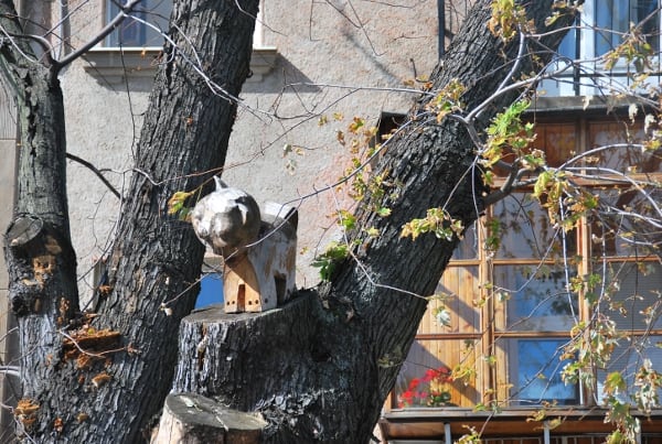 Ukraine, Kiev – cat on the tree, 2011 (Kiev)