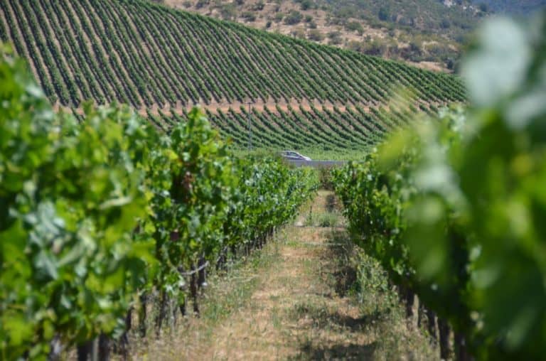 vineyard-(2)
