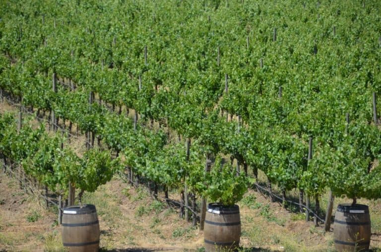 vineyard-(5)