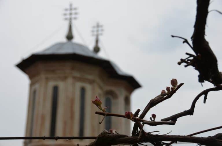 Romania, Dintr un Lemn – bud, Apr.2014 (Valcea)