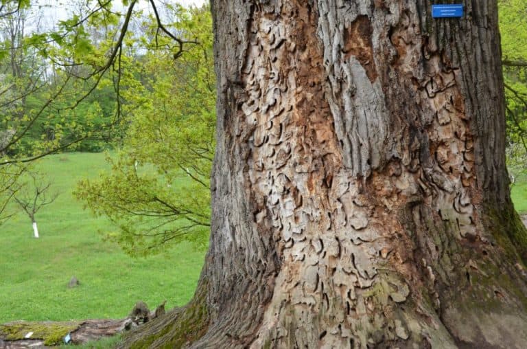 Romania, Dintr un Lemn – trunk, Apr.2014 (Valcea)