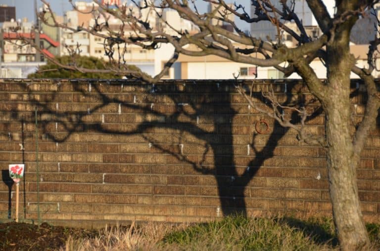 日本、東京、谷中―木の影 2015年1月 (東京)