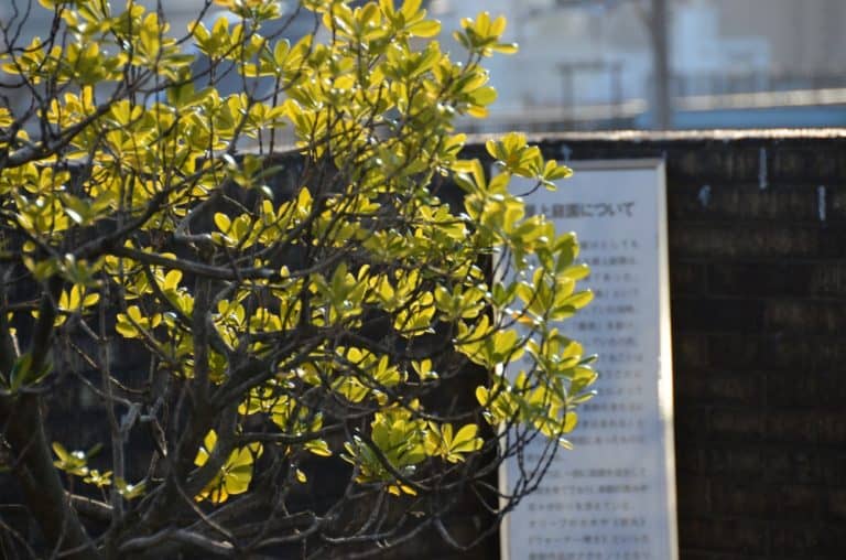 日本、東京、谷中―葉っぱ 2015年1月 (東京)