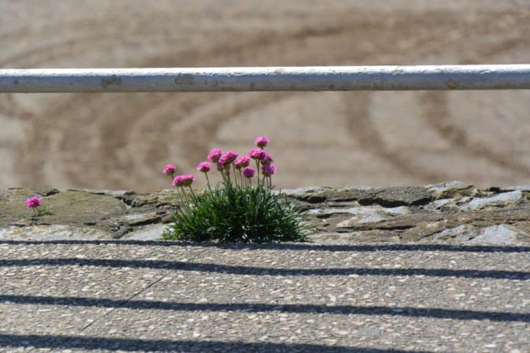 spiaggia – fiori, Mag.2016 (Blackpool)