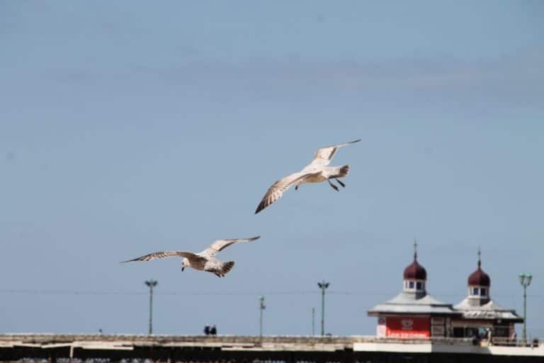 spiaggia – gabbiani, Mag.2016 (Blackpool)