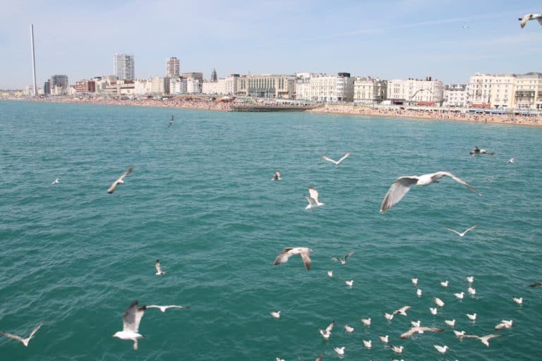 spiaggia – gabbiani, Maggio 2016 (Brighton)