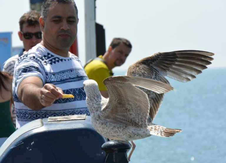spiaggia – dare da mangiare, Maggio 2016 (Brighton)