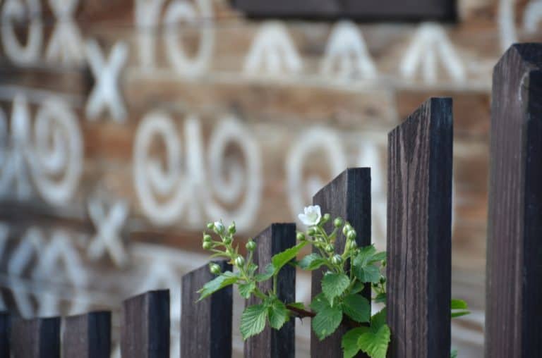 fence and plant, May2016 (Cicmany)