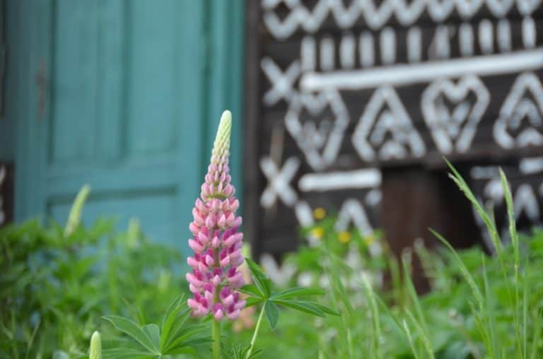 pink flower, May2016 (Cicmany)
